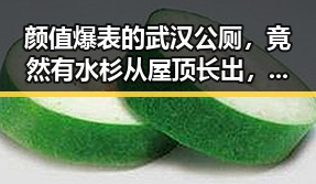 颜值爆表的武汉公厕,竟然有水杉从屋顶长出,这谁看了不说一句离谱?